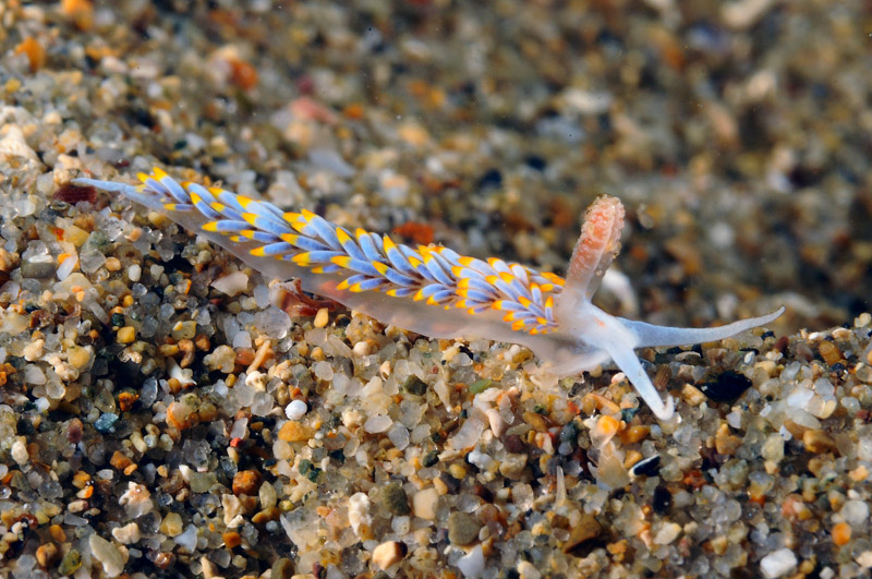 Berghia coerulescens 20-06-12